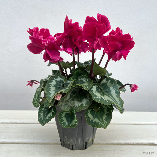 シクラメン(ミニ):広原園さん変り咲き(25-16)ブレイズワインレッド3号ポット【現品販売】