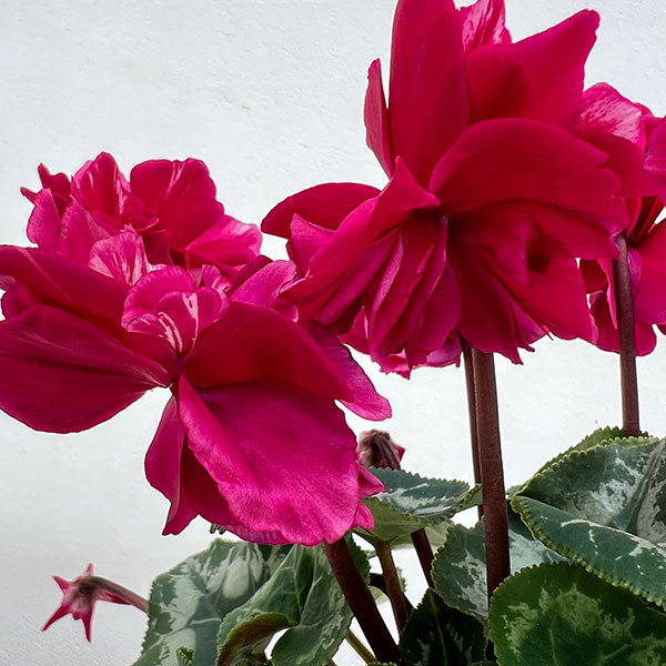 シクラメン(ミニ):広原園さん変り咲き(25-16)ブレイズワインレッド3号ポット【現品販売】