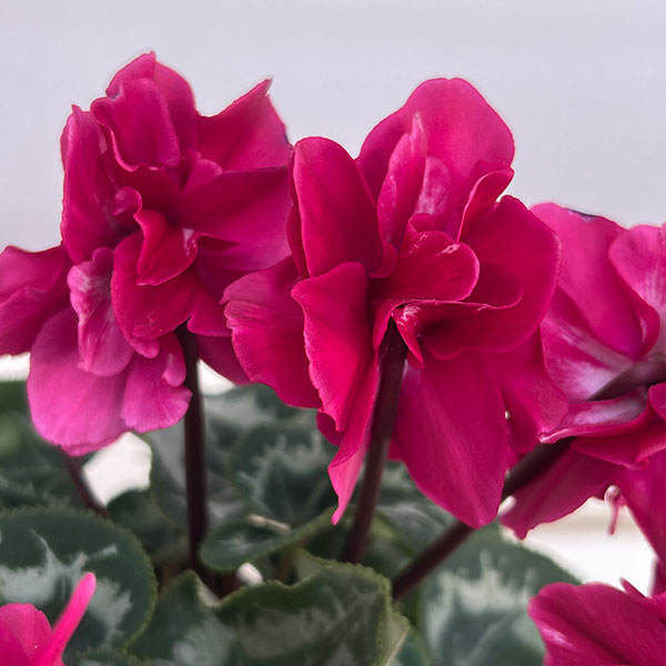 シクラメン(ミニ):広原園さん変り咲き(25-16)ブレイズワインレッド3号ポット【現品販売】