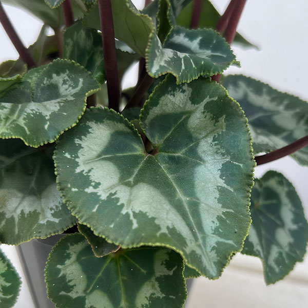 シクラメン(ミニ):広原園さん変り咲き(25-16)ブレイズワインレッド3号ポット【現品販売】