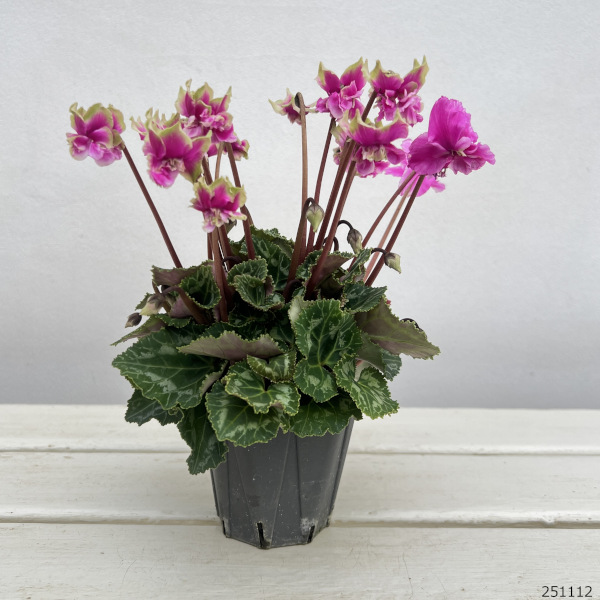 シクラメン(ミニ):広原園さん変り咲き(25-17)3号ポット【現品販売】