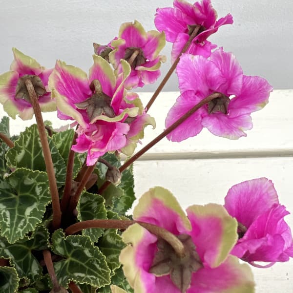 シクラメン(ミニ):広原園さん変り咲き(25-17)3号ポット【現品販売】