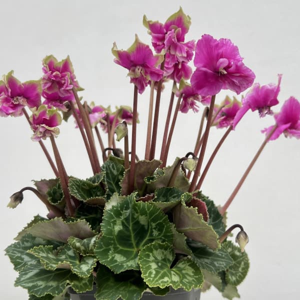 シクラメン(ミニ):広原園さん変り咲き(25-17)3号ポット【現品販売】