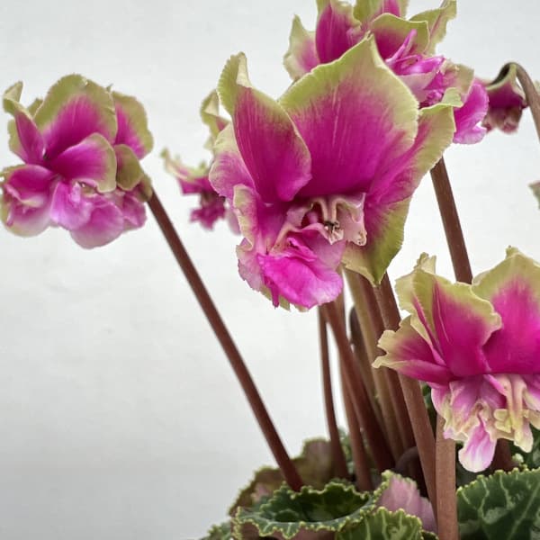 シクラメン(ミニ):広原園さん変り咲き(25-17)3号ポット【現品販売】