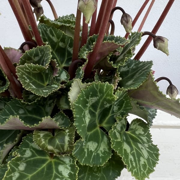 シクラメン(ミニ):広原園さん変り咲き(25-17)3号ポット【現品販売】