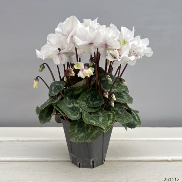 シクラメン(ミニ):広原園さん変り咲き(25-18)エクストラミルク(抹茶ラテ)3号ポット【現品販売】