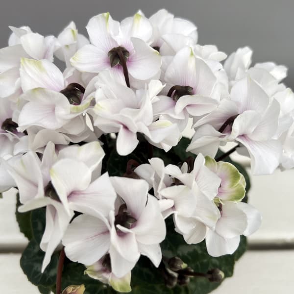 シクラメン(ミニ):広原園さん変り咲き(25-18)エクストラミルク(抹茶ラテ)3号ポット【現品販売】