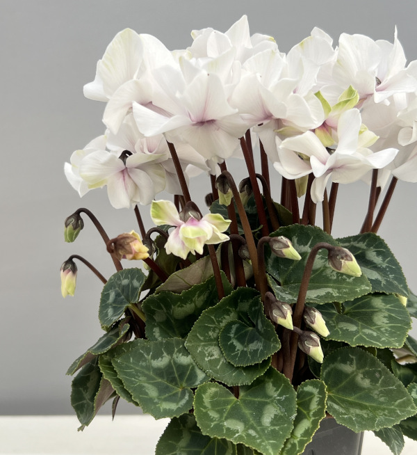 シクラメン(ミニ):広原園さん変り咲き(25-18)エクストラミルク(抹茶ラテ)3号ポット【現品販売】