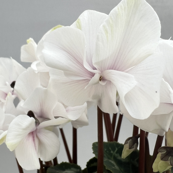 シクラメン(ミニ):広原園さん変り咲き(25-18)エクストラミルク(抹茶ラテ)3号ポット【現品販売】