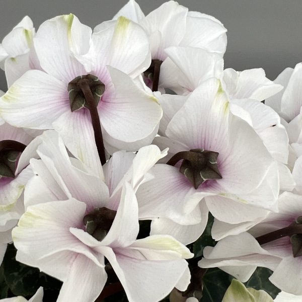 シクラメン(ミニ):広原園さん変り咲き(25-18)エクストラミルク(抹茶ラテ)3号ポット【現品販売】