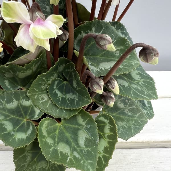 シクラメン(ミニ):広原園さん変り咲き(25-18)エクストラミルク(抹茶ラテ)3号ポット【現品販売】