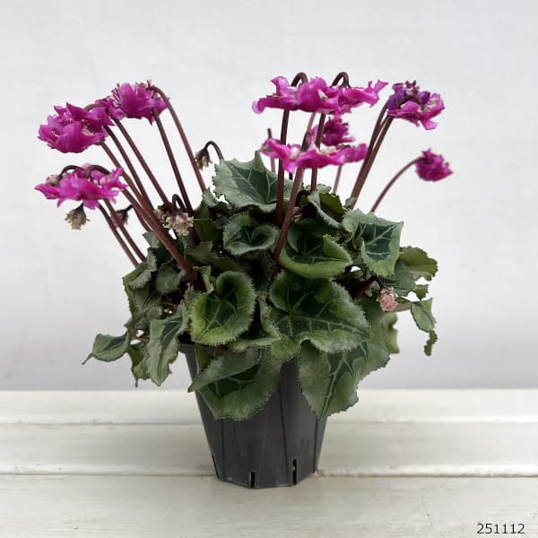 シクラメン(ミニ):広原園さん変り咲き(25-19)3号ポット【現品販売】