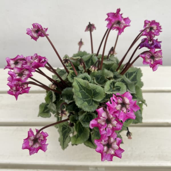 シクラメン(ミニ):広原園さん変り咲き(25-19)3号ポット【現品販売】