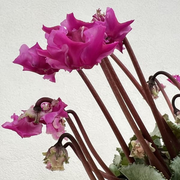 シクラメン(ミニ):広原園さん変り咲き(25-19)3号ポット【現品販売】