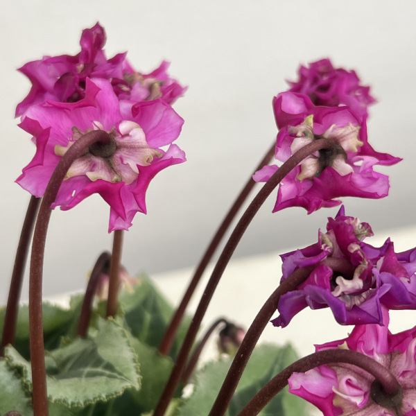 シクラメン(ミニ):広原園さん変り咲き(25-19)3号ポット【現品販売】