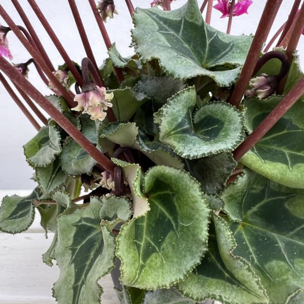 シクラメン(ミニ):広原園さん変り咲き(25-19)3号ポット【現品販売】