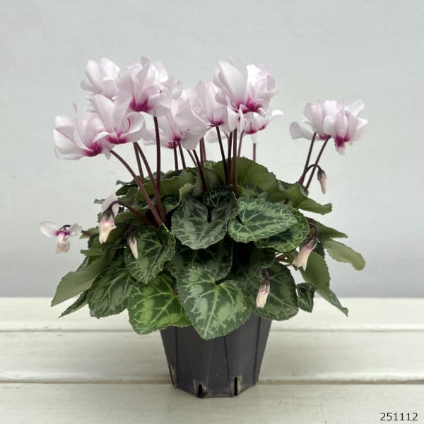 シクラメン(ミニ):広原園さん変り咲き(25-20)プティムーラン3号ポット【現品販売】