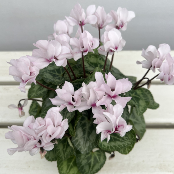 シクラメン(ミニ):広原園さん変り咲き(25-20)プティムーラン3号ポット【現品販売】