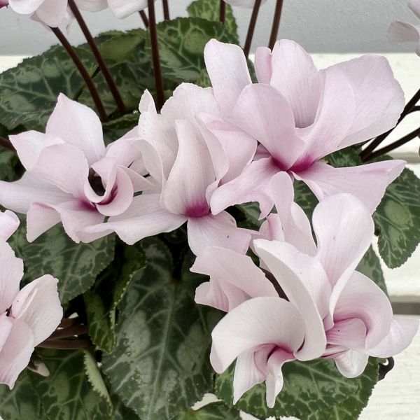 シクラメン(ミニ):広原園さん変り咲き(25-20)プティムーラン3号ポット【現品販売】