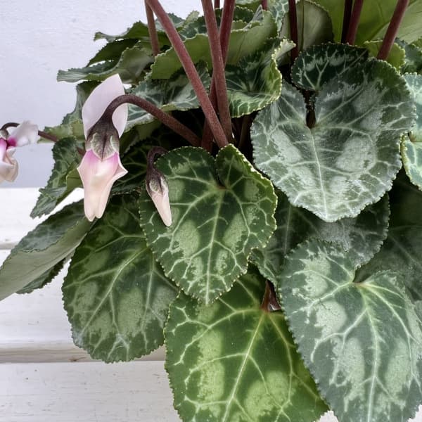 シクラメン(ミニ):広原園さん変り咲き(25-20)プティムーラン3号ポット【現品販売】