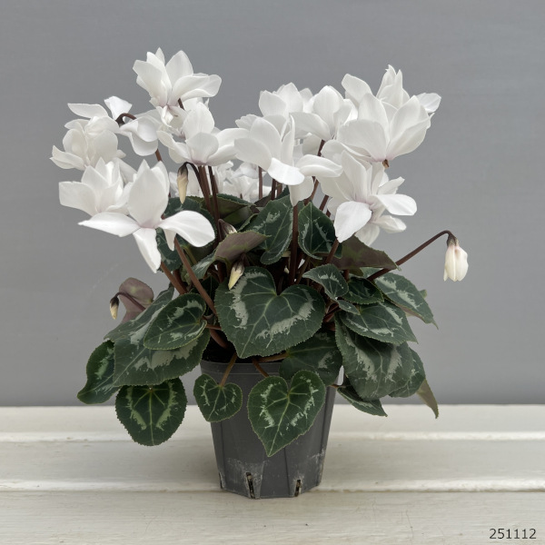 シクラメン(ミニ):広原園さん変り咲き(25-21)スクリュースタークリスタルホワイト3号ポット【現品販売】