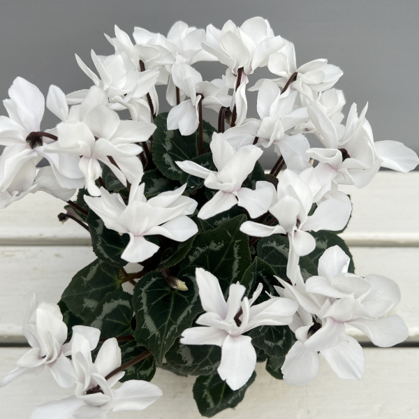 シクラメン(ミニ):広原園さん変り咲き(25-21)スクリュースタークリスタルホワイト3号ポット【現品販売】