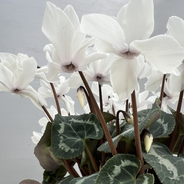 シクラメン(ミニ):広原園さん変り咲き(25-21)スクリュースタークリスタルホワイト3号ポット【現品販売】