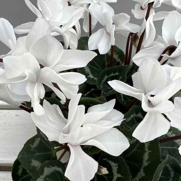 シクラメン(ミニ):広原園さん変り咲き(25-21)スクリュースタークリスタルホワイト3号ポット【現品販売】