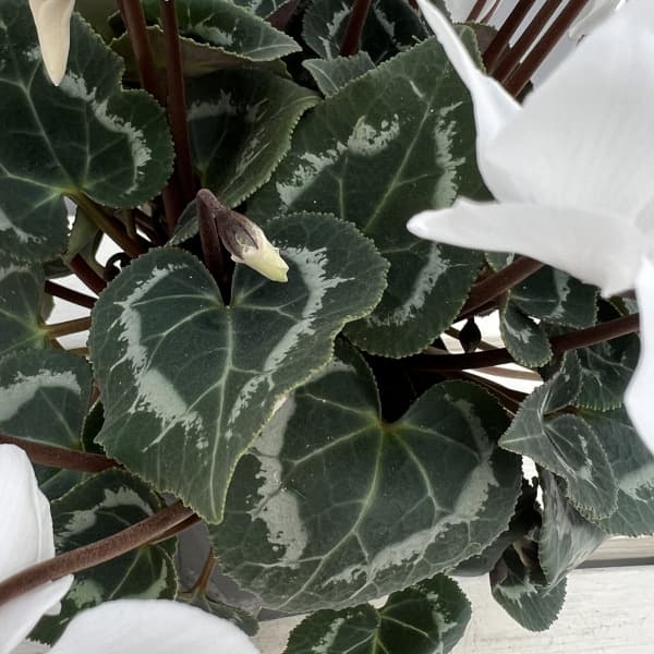 シクラメン(ミニ):広原園さん変り咲き(25-21)スクリュースタークリスタルホワイト3号ポット【現品販売】