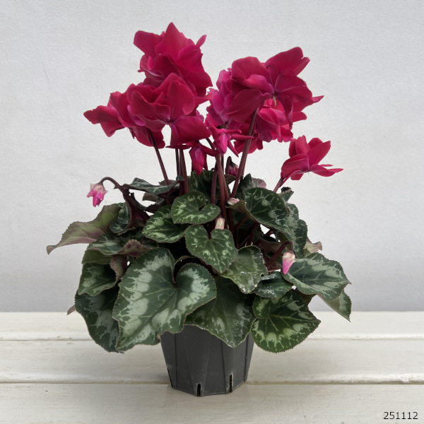 シクラメン(ミニ):広原園さん変り咲き(25-22)ブレイズワインレッド3号ポット【現品販売】