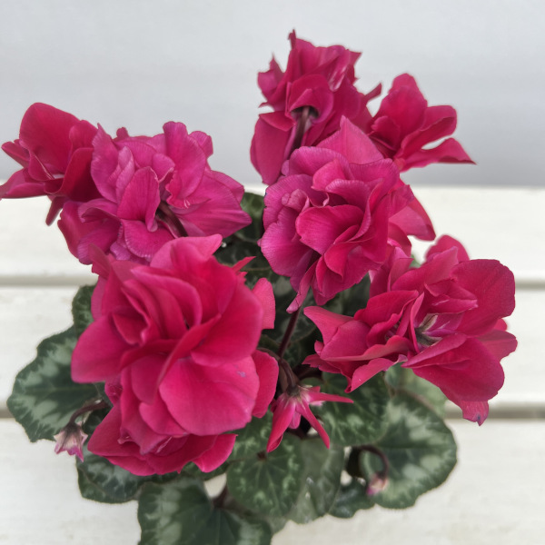 シクラメン(ミニ):広原園さん変り咲き(25-22)ブレイズワインレッド3号ポット【現品販売】