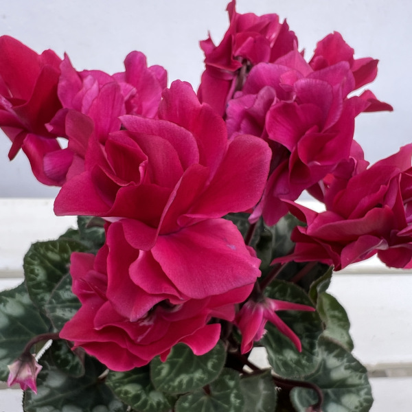 シクラメン(ミニ):広原園さん変り咲き(25-22)ブレイズワインレッド3号ポット【現品販売】