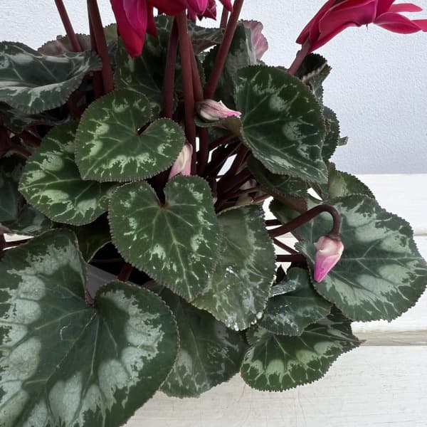 シクラメン(ミニ):広原園さん変り咲き(25-22)ブレイズワインレッド3号ポット【現品販売】