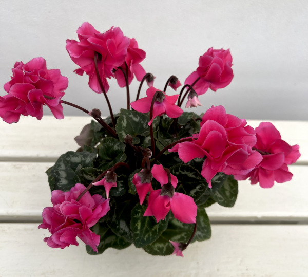 シクラメン(ミニ):広原園さん変り咲き(25-23)ボンボン3号ポット【現品販売】