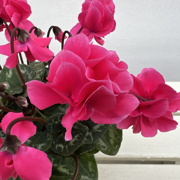 シクラメン(ミニ):広原園さん変り咲き(25-23)ボンボン3号ポット【現品販売】