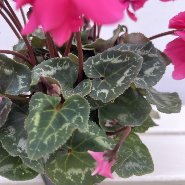 シクラメン(ミニ):広原園さん変り咲き(25-23)ボンボン3号ポット【現品販売】