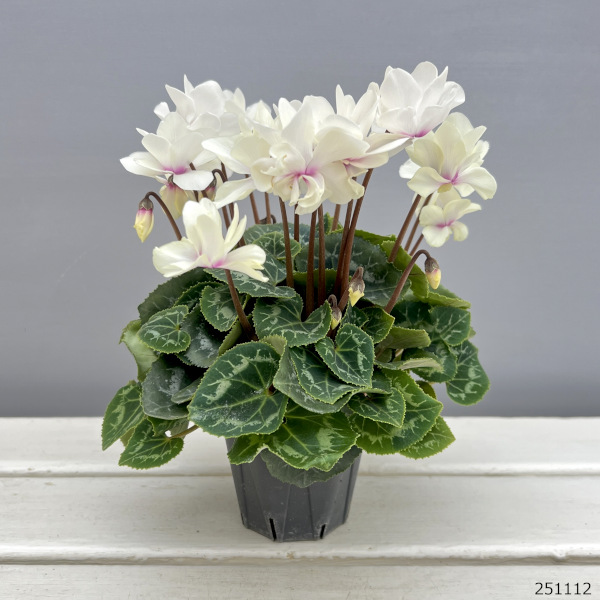 シクラメン(ミニ):広原園さん変り咲き(25-24)スクリュースターイエロー3号ポット【現品販売】