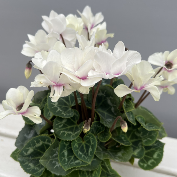 シクラメン(ミニ):広原園さん変り咲き(25-24)スクリュースターイエロー3号ポット【現品販売】