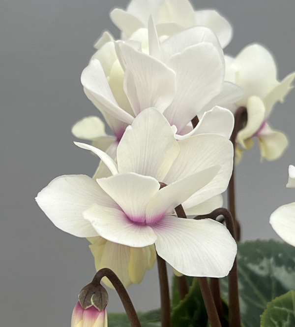 シクラメン(ミニ):広原園さん変り咲き(25-24)スクリュースターイエロー3号ポット【現品販売】