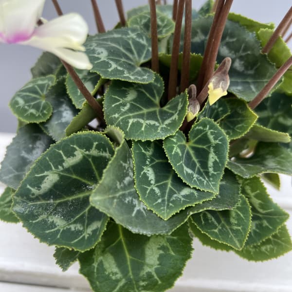 シクラメン(ミニ):広原園さん変り咲き(25-24)スクリュースターイエロー3号ポット【現品販売】