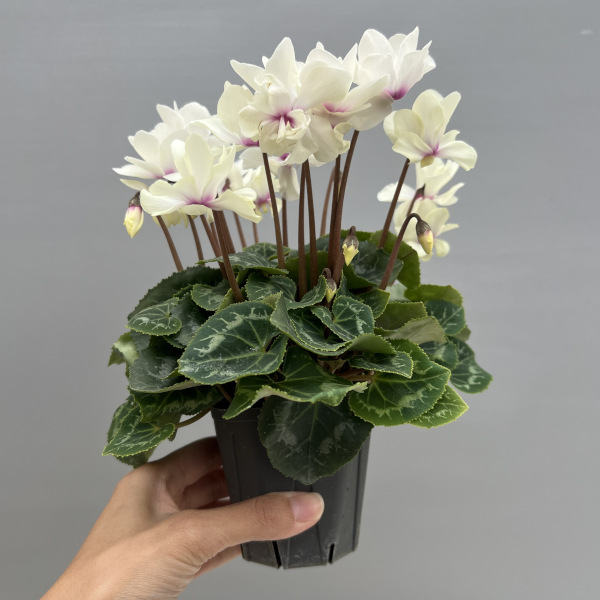 シクラメン(ミニ):広原園さん変り咲き(25-24)スクリュースターイエロー3号ポット【現品販売】