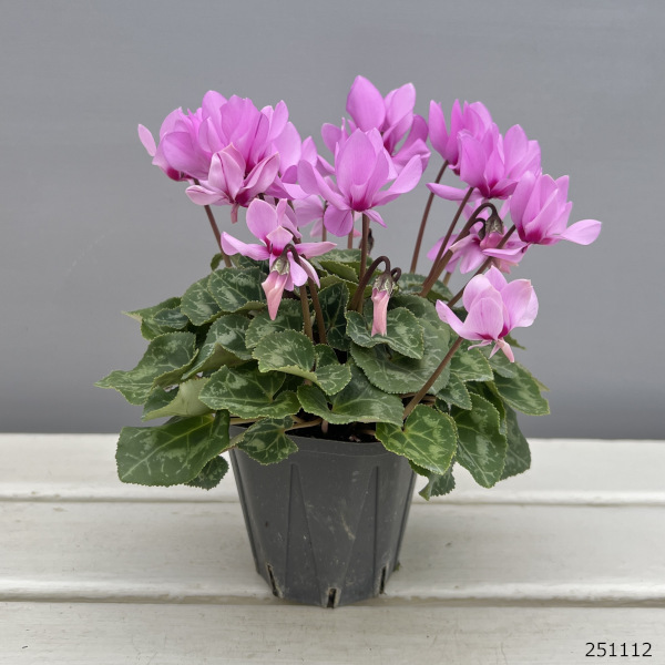 シクラメン(ミニ):広原園さん変り咲き(25-25)プティムーラン3号ポット【現品販売】