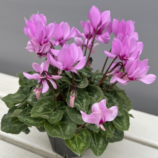 シクラメン(ミニ):広原園さん変り咲き(25-25)プティムーラン3号ポット【現品販売】