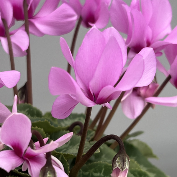 シクラメン(ミニ):広原園さん変り咲き(25-25)プティムーラン3号ポット【現品販売】