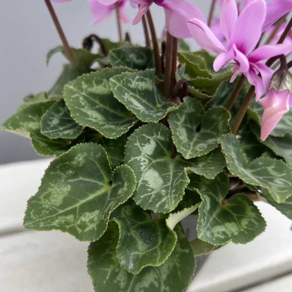 シクラメン(ミニ):広原園さん変り咲き(25-25)プティムーラン3号ポット【現品販売】