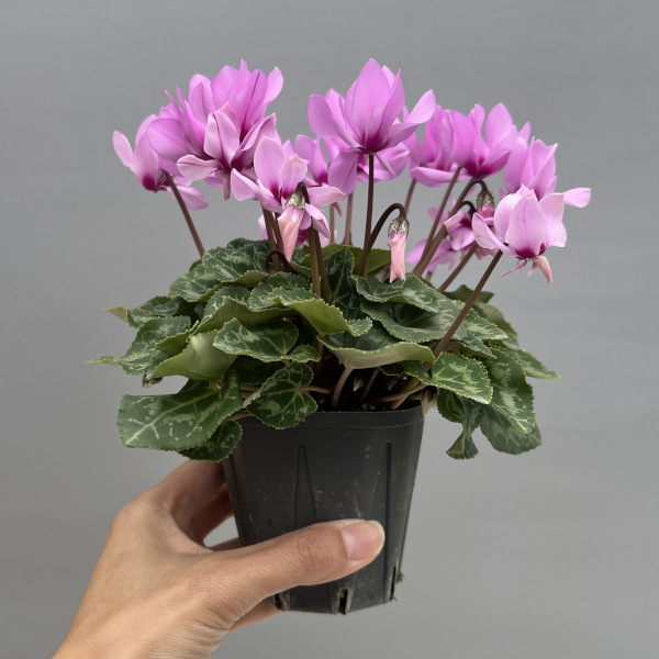 シクラメン(ミニ):広原園さん変り咲き(25-25)プティムーラン3号ポット【現品販売】
