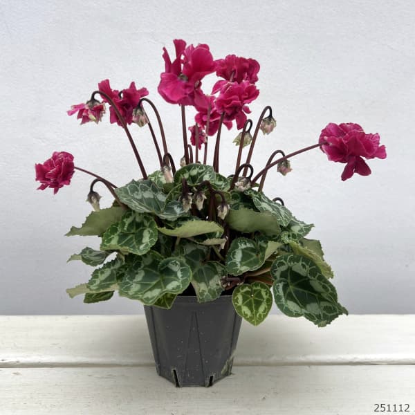 シクラメン(ミニ):広原園さん変り咲き(25-26)3号ポット【現品販売】