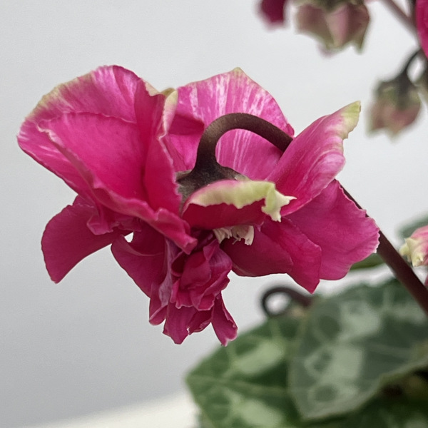 シクラメン(ミニ):広原園さん変り咲き(25-26)3号ポット【現品販売】