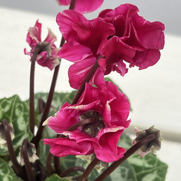 シクラメン(ミニ):広原園さん変り咲き(25-26)3号ポット【現品販売】