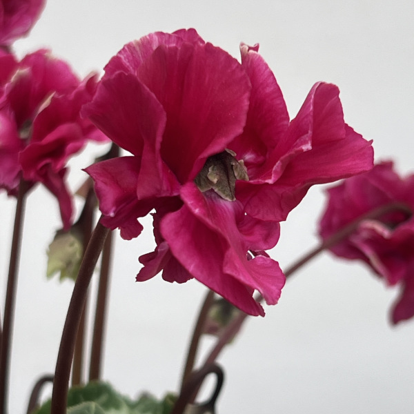 シクラメン(ミニ):広原園さん変り咲き(25-26)3号ポット【現品販売】